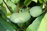 2 Asimina triloba - PawPaw- Indianerbanane - winterharte Pflanze 40-60