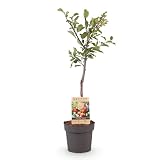 GreenboutiQ - Obstpflanze - Pflaumenbaum - Prunus domestica Victoria - Rote Pflaume - Topf 21cm Höhe 90