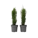 Plant in a Box - Toskanische Zypresse 'Totem' - 2er Set - Cupressus sempervirens - Toskana Säulen Mittelmeerzypresse - Winterhart - Topf 19cm - Höhe 60-80