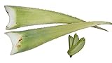 2 x Beste Bio Aloe Vera Barbadensis Blätter, H