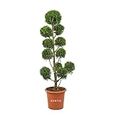 KENTIS - Cupressocyparis Leylandii Castlewellan Gold - Zypresse Pompon - Winterharte Pflanzen für Garten - Hoch 140-160 cm Topf Ø 30