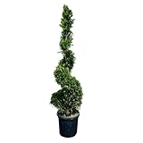 Tropictrees - Cupressocyparis Leylandii - Spiral 180 cm - Spiralen-Zypresse - Zypresse - Zierpflanze - Gartenpflanze - Immergrün - Leylandii - Winterhart - Bonsai - Blickfang
