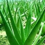 Genipap 100 Aloe Vera Pflanzensamen Grü