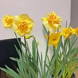 4 Pcs Narzissen Zwiebeln, Pflanze Dachbegrünung Geschenke Für Ältere Menschen (Narcissus Tazetta) Praktische Geschenke Frühlingsblumen Balkonpflanzen Winterhart Hydrokultur Bloom G