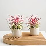 tillandsien - samen balkon deko tillandsia balkonpflanzen dekopflanzen - seltene pflanzen - bonsai stauden winterhart mehrjährig kübelpflanzen topf pflanze tillandsien 200p