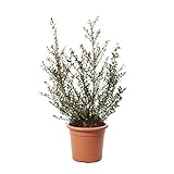 KENTIS - Ilex Crenata Glory Gem - Winterharte Pflanzen für Garten - Zypresse Heckenpflanzen - Gartenpflanzen - Hoch 40/50 cm Topf Ø 18