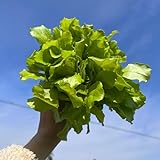 800 pcs pflücksalat samen bio, salat samen, alte gemüsesorten samen, kräutergarten kopfsalat samen - Lactuca sativa - samen geschenk, bodendecker samen gemüse alte sorten, balkonp