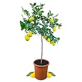 Meine Orangerie Meyer-Zitrone Grande - echte Zitruspflanze - veredelter Zitronenbaum - Höhe ca. 100 bis 120 cm - Citrus limon 'meyeri' - Meyer Lemon - fruchtreife Zitronen Pflanze in G