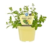 Bio Minze Ananas-Minze (Mentha suaveolens variegata), Kräuter Pflanzen aus nachhaltigem Anbau, (1 Pflanze)