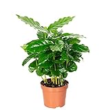 Kaffeepflanze - pflegeleichte Zimmerpflanze, Coffea Arabica - Höhe ca. 15-20 cm, Topf-Ø 9