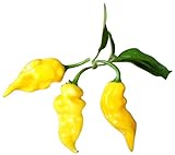 Habanero Hot-Lemon 10 Samen (Extra scharfe Chili) '''TOP ERTRAG'''