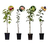 Plant in a Box - Obst - Kirsch-, Birnen-, Apfel-, Pflaumenbaum - 4er Set - Topf 9cm Höhe 60-70