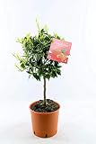 Mandarinenbäumchen 80–100 cm – Citrus reticulata – Winterharte Mandarinenpflanze im Topf – Duftpflanze & Zierpflanze für Balkon, Terrasse & Garten – Essbare Frü