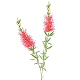 Viana Künstliche Blumen Karmin Zylinderputzer 70cm 3St Dekoblumen, 3 Stück