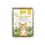 GimCat Hydro-Gras - Frisches Katzengras aus kontrolliertem Feldanbau in nur 5 bis 8 Tagen - 1 Schale (1 x 150 g)