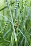 2er-Set - Cyperus longus - winterhart - langblättriges Zypergras - Wasserpflanzen W