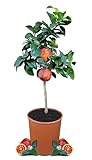 Meine Orangerie - Orangenbaum 'Arcobal' - 70 bis 90 cm - Regenbogen-Orange - Citrus Sinensis 'Arcobal' - echter Zitrusbaum - mehrjährige fruchtreife Zitruspflanze - ca. 5 J