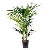 Howea Forsteriana - Kentia Palme Zimmerpflanze - Palme im Topf - Luftreinigend - Pflanzen Palme - Kentia Palme groß – ⌀19 cm - 90-100