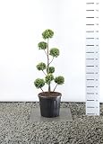 Hecken Formschnitt Gartenbonsai - Chamaecyparis lawsoniana Stardust - Zypresse - Multibol - verschieden Größen - (Gesamthöhe 100-125 cm - Topf 20 Ltr.)