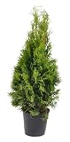 Thuja occidentalis Smaragd 80-100 cm – Immergrüner Lebensbaum, Dichter Wuchs, Pflegeleicht & Frosthart – Ideal als Heckenpflanze im Topf – Ganzjährig pflanzbar für Sichtschutz & Gartenbegrünung