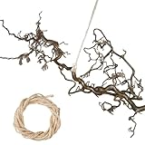 Vogelgaleria Korkenzieherhasel AST Echt ca. 35-45cm Zweig zum Aufhängen Dekoast für Vase Dek