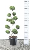 Zypresse Formschnitt Formgehölz Bonsai PonPon - Cupressocyparis leylandii sp. Castlewellan Gold Multibol - Gesamthöhe 125-150 cm - 20 L