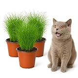 mgc24 Katzengras Cyperus zumula - Echtes Zyperngras im 12er Topf, fertig gewachsen ca. 20cm hoch - 3er S