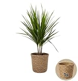 Drachenbaum + 1x Seegraskorb | Dracaena | ca. 40-50 cm | ø 12-15cm Topf | Pflegeleichte Zimmerpflanzen für Wohnung und Büro | Qualität vom Pflanzen Profi | Ideale Raumbegrünung