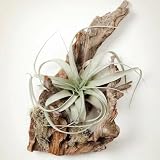 tillandsien - samen kübelpflanzen grünpflanzen zimmerpflanzen samen dekopflanzen topf pflanze tillandsien hochbeete für garten balkonpflanzen sukkulenten echte pflanzen 30p