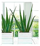 BALDUR Garten Echte Aloe Vera, 1 Pflanze, im 10,5 cm-Topf, Luftreinigende Zimmerpflanze, Gel vielseitig verwendbar, Grünpflanze, mehrjährig - frostfrei halten, Aloe barb