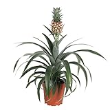 Plant in a Box - Ananaspflanze 'Mi Amigo' - Zimmerpflanze - Topf 12cm - Höhe 35-45