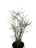 100+ Zyperngras Samen -Zimmer-Zyperngras- -Cyperus alternifolius- WASSER-PALME