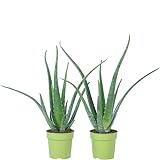 2er-Set Echte Aloe - pflegeleichte Zimmerpflanze, Aloe vera - Höhe ca. 40 cm, Topf-Ø 12