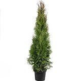 Lebensbaum 'Smaragd' C5 - Thuja occidentalis smaragd - Höhe ca. 100-120