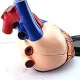 Großes Herz Anatomisches Modell Intracardialer Gefäßabteilung L
