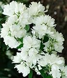 BALDUR Garten 1x Schneeweißer Duft-Jasmin, Pflanze im 1 Liter-Topf, Philadelphus lemoinei, Gartenjasmin, duftend, winterhart, Duft-Jasmin, pflegeleicht, blühend, Blütenstrauch, Sommerj