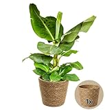 Bananenpflanze + 1x Seegraskorb | Musa | ca. 40-50 cm | ø 12-15 cm Topf | Pflegeleichte Zimmerpflanzen für Wohnung und Büro | Qualität vom Pflanzen Profi | Ideale Raumbegrünung