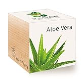 Feel Green 296244 Ecocube Aloe Vera, Nachhaltige Geschenkidee (100% Eco Friendly), Grow Your Own/Anzuchtset, Pflanzen Im Holzwürfel, M