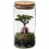 Ecoworld mini Bonsai Ginseng Flaschengarten mit Licht - Mini Bonsai Ginseng - Ökosystem im Glas Set - Mini Pflanzen Terrarium - Weck Glas: Ø 10,5 cm, Höhe 21