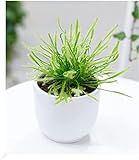 BALDUR Garten Fleischfressende Pflanze 'Sonnentau', 1 Pflanze, Drosera, natüricher Fliegenfänger Zimmerpflanze, Grünpflanze, mehrjährig