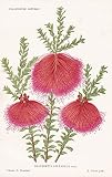 Beaufortia Splendens - Callistemon citrinus Australia Australien Melaleuca citrina Karminrote Zylinderputzer Sumpf Bottlebrush Pflanze plant flower flowers Blume Blumen Botanik botany b