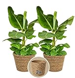 Bananenpflanze + 2x Seegraskorb | 2er-Set | Musa | ca. 40-50 cm | ø 12-15cm Topf | Pflegeleichte Zimmerpflanzen für Wohnung und Büro | Qualität vom Pflanzen Profi | Ideale Raumbegrünung
