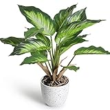 YunYite Künstliche Pflanzen,36cm Dieffenbachia Picta Mini Indoor-Topf Pflanzen Kunstplastik-Grünflanze, für Dekoratives Wohnzimmer Wohnung Balkon Bü