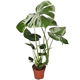 Monstera Deliciosa, 55-70cm, 14cm Topf, Zimmerpflanze für Wohnung und Büro, Qualität vom Pflanzen Profi, Schneller Pflanzenversand, Raumbegrünung
