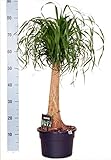 Elefantenfuß, (Beaucarnea recurvata), pflegeleichte Zimmerpflanze (23cm Topf, ca. 65-75cm hoch)