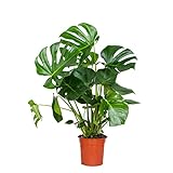 Monstera Deliciosa - Lochpflanze - Zimmerpflanzen groß - Luftreinigend - Kletterpflanzen Zimmer - Hängepflanze echt – ⌀21 cm - 70-80