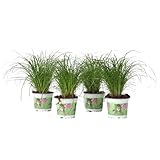 Plant in a Box - Zyperngras - 4er Set - Cyperus Katzengras - Höhe 30-40cm - Topf 12cm - Tierfreundlich - Grün - Zimmerflanze - Gartenpflanze nicht W