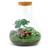 Flaschengarten • Sam Coffea • Pflanzen im Glas mit Licht • ↑ 30 cm - DIY - Terrarium Komplett Set - Pflanzenterrarium - urbanjngl | Terrarium k