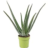 Echte Aloe - pflegeleichte Zimmerpflanze, Aloe vera - Höhe ca. 40 cm, Topf-Ø 12