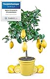 Meine Orangerie Zitronenbaum Mezzo - echter Citrusbaum - 70 bis 100 cm - veredelte Zitrone im 6,5 Liter Topf - Citrus Limon - Lemon Tree - Fruchtreife Zitronen Pflanze in G